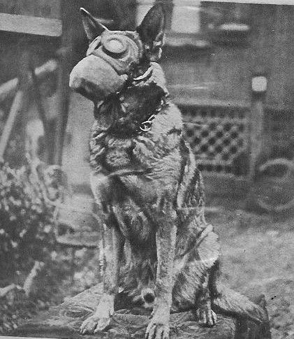 German Shepherd in Gas Mask WWI