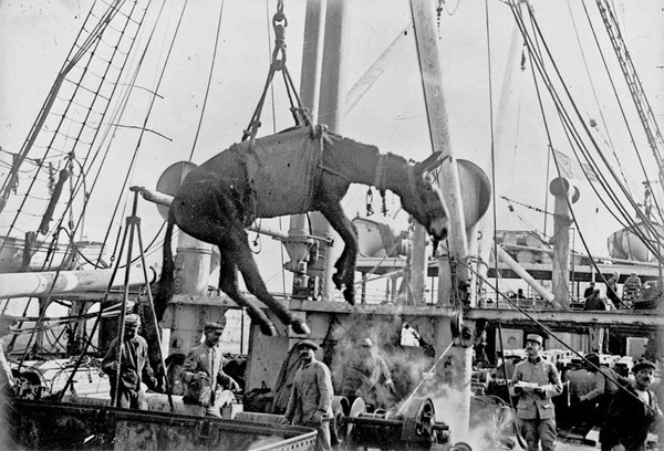 Brit unloading a mule in Alexandria Egypt 1915