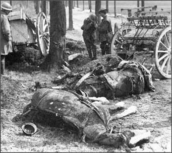 UNK dead clydesdales and grieving driver