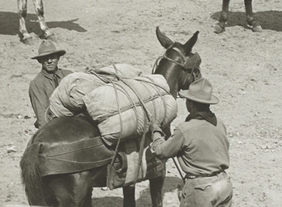 mule with diamond hitch pack