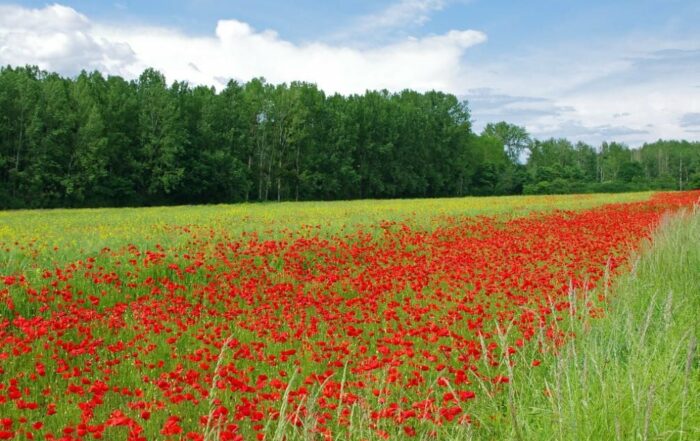 Poppies blooming in Flanders Fields