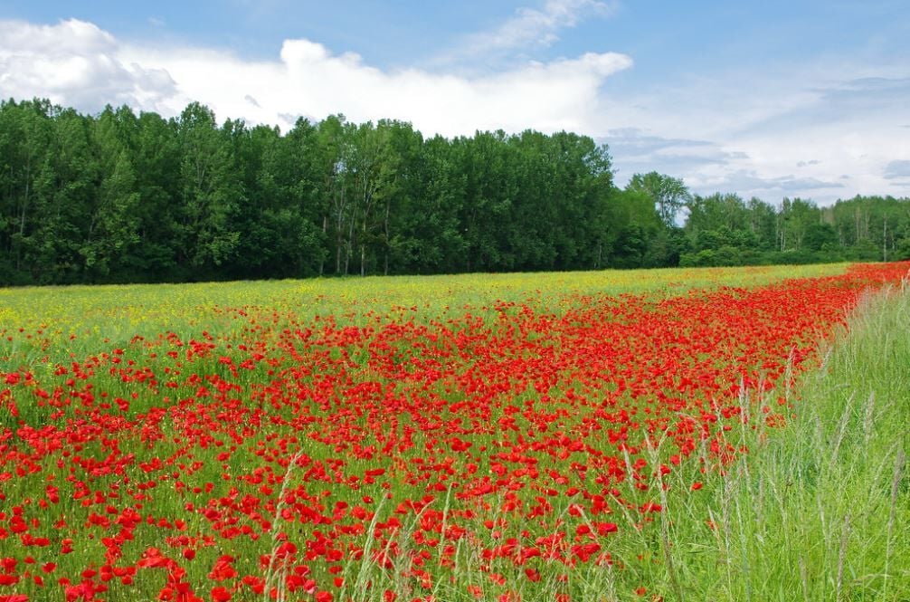 Poppies blooming in Flanders Fields