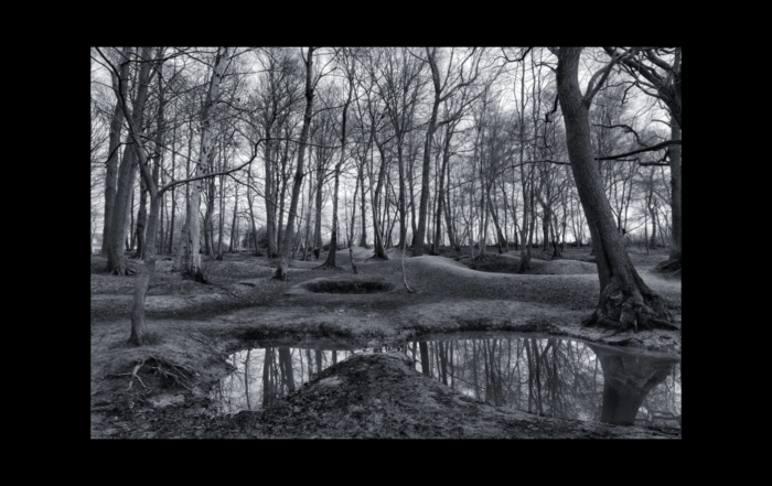 Wooded area near Ypres in Belgium