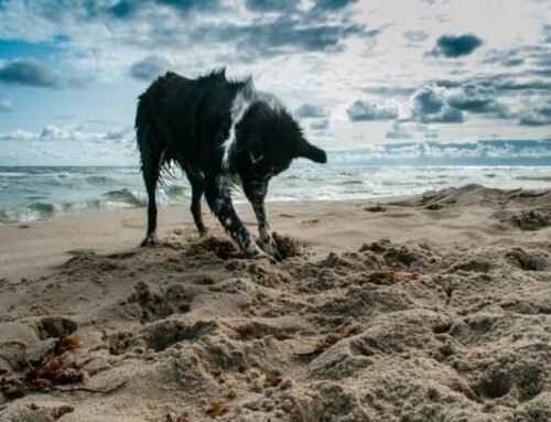 Heroic Animals of WWI and WWII You’ve Never Heard Of
