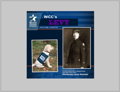 Warrior Canine Connection Names New Candidate Service Dog After WWI Hello Girl Hortense Levy Amram